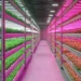 LED Grow Lights